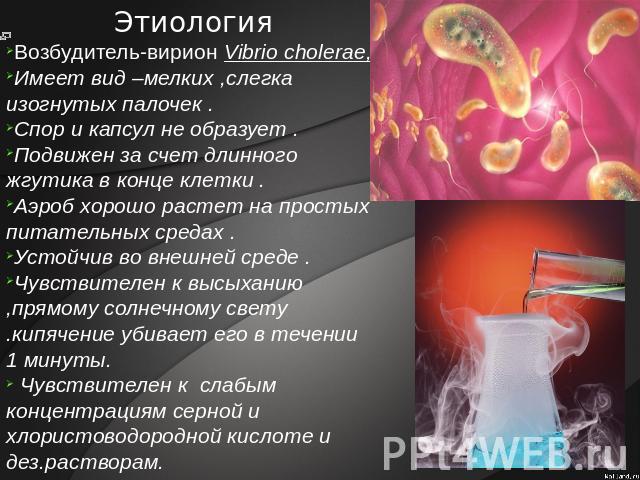 Этиология Возбудитель-вирион Vibrio cholerae,Имеет вид –мелких ,слегка изогнутых палочек .Спор и капсул не образует .Подвижен за счет длинного жгутика в конце клетки .Аэроб хорошо растет на простых питательных средах .Устойчив во внешней среде . Чув…