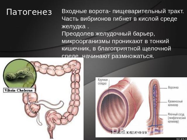Патогенез Входные ворота- пищеварительный тракт. Часть вибрионов гибнет в кислой среде желудка . Преодолев желудочный барьер, микроорганизмы проникают в тонкий кишечник, в благоприятной щелочной среде начинают размножаться.
