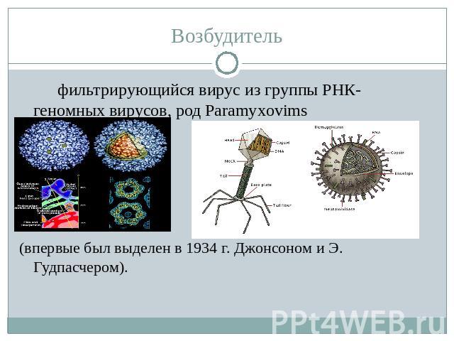 Возбудитель фильтрирующийся вирус из группы РНК- геномных вирусов, род Paramyxovims(впервые был выделен в 1934 г. Джонсоном и Э. Гудпасчером).