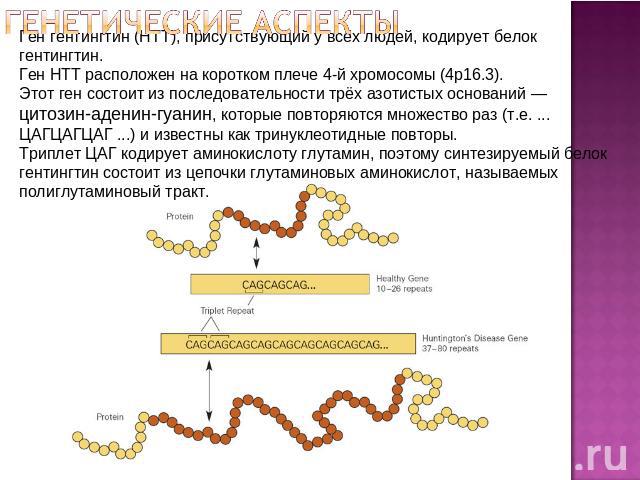 Генетические аспекты Ген гентингтин (HTT), присутствующий у всех людей, кодирует белок гентингтин. Ген HTT расположен на коротком плече 4-й хромосомы (4p16.3). Этот ген состоит из последовательности трёх азотистых оснований — цитозин-аденин-гуанин, …