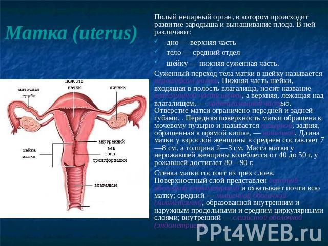 Матка (uterus) Полый непарный орган, в котором происходит развитие зародыша и вынашивание плода. В ней различают:дно — верхняя частьтело — средний отделшейку — нижняя суженная часть.Суженный переход тела матки в шейку называется перешейком матки. Ни…