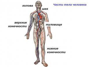 голова верхниеконечности шеятуловище нижние конечности Части тела человека