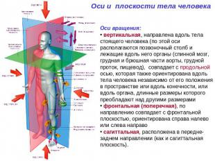 Оси и плоскости тела человека Оси вращения: вертикальная, направлена вдоль тела