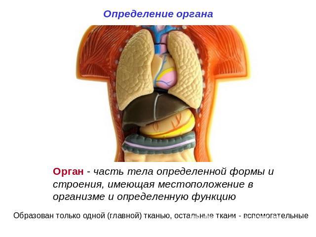 Определение органа Орган - часть тела определенной формы и строения, имеющая местоположение в организме и определенную функцию Образован только одной (главной) тканью, остальные ткани - вспомогательные