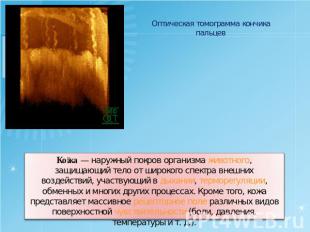 Оптическая томограмма кончика пальцев Кожа — наружный покров организма животного