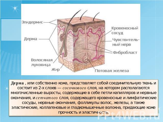 Дерма , или собственно кожа, представляет собой соединительную ткань и состоит из 2-х слоев — сосочкового слоя, на котором располагаются многочисленные выросты, содержащие в себе петли капилляров и нервные окончания, и сетчатого слоя, содержащего кр…