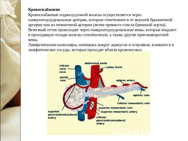 КровоснабжениеКровоснабжение поджелудочной железы осуществляется через панкреатодоуденальные артерии, которые ответвляются от верхней брыжеечной артерии или из печеночной артерии (ветви чревного ствола брюшной аорты). Венозный отток происходит через…
