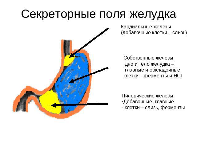 Секреторные поля желудка Кардиальные железы(добавочные клетки – слизь) Собственные железыдно и тело желудка – главные и обкладочныеклетки – ферменты и НСl Пилорические железыДобавочные, главные клетки – слизь, ферменты