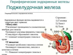 Периферические эндокринные железы Поджелудочная железа Пищеварительная и эндокри