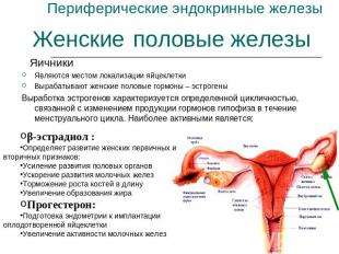 Периферические эндокринные железы Женские половые железы ЯичникиЯвляются местом