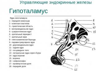 Управляющие эндокринные железы Гипоталамус Ядра гипоталамуса:1 - передняя комисс