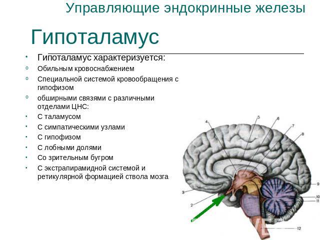 Управляющие эндокринные железы Гипоталамус Гипоталамус характеризуется:Обильным кровоснабжениемСпециальной системой кровообращения с гипофизомобширными связями с различными отделами ЦНС:С таламусом С симпатическими узламиС гипофизомС лобными долямиС…