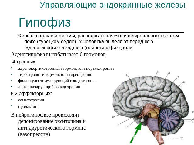 Управляющие эндокринные железы Гипофиз Железа овальной формы, располагающаяся в изолированном костном ложе (турецком седле). У человека выделяют переднюю (аденогипофиз) и заднюю (нейрогипофиз) доли. Аденогипофиз вырабатывает 6 гормонов, 4 тропных:ад…