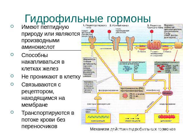 Гидрофильные гормоны Имеют пептидную природу или являются производными аминокислотСпособны накапливаться в клетках железНе проникают в клеткуСвязываются с рецептором, находящимся на мембранеТранспортируются в потоке крови без переносчиков