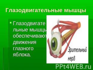 Глазодвигательные мышцы Глазодвигательные мышцы обеспечивают движения глазного я