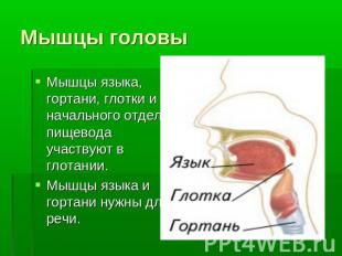 Мышцы головы Мышцы языка, гортани, глотки и начального отдела пищевода участвуют