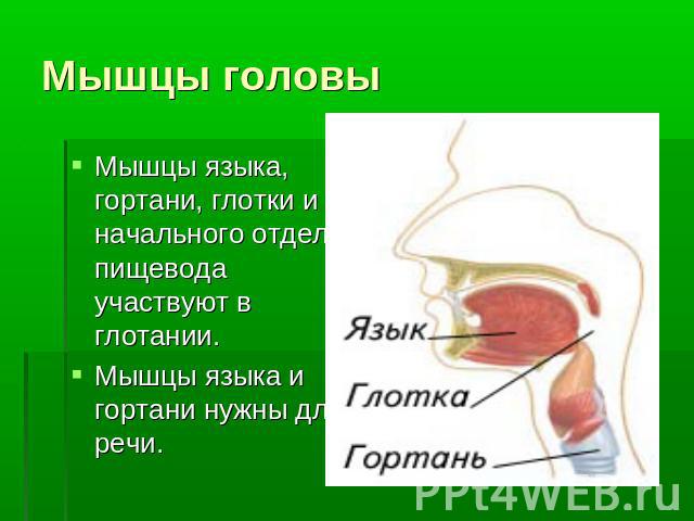 Мышцы головы Мышцы языка, гортани, глотки и начального отдела пищевода участвуют в глотании.Мышцы языка и гортани нужны для речи.
