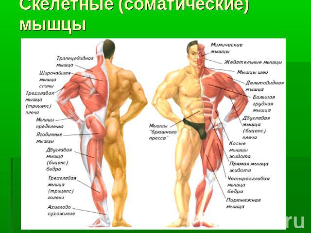 Скелетные (соматические) мышцы
