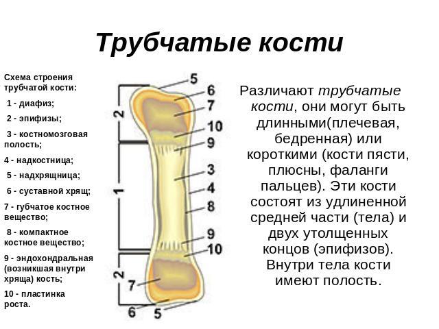 Трубчатые кости Схема строения трубчатой кости: 1 - диафиз; 2 - эпифизы; 3 - костномозговая полость; 4 - надкостница; 5 - надхрящница; 6 - суставной хрящ; 7 - губчатое костное вещество; 8 - компактное костное вещество; 9 - эндохондральная (возникшая…