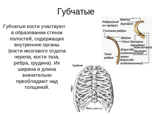 Губчатые Губчатые кости участвуют в образовании стенок полостей, содержащих внутренние органы (кости мозгового отдела черепа, кости таза, ребра, грудина). Их ширина и длина значительно преобладают над толщиной.