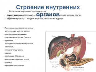 Строение внутренних органов По строению внутренние органы делят на:паренхиматозн
