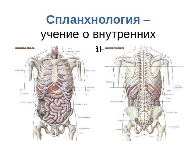 Cпланхнология –учение о внутренних органах.