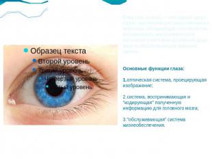 Глаз (лат. oculus) — сенсорный орган (орган зрительной системы) человека и живот