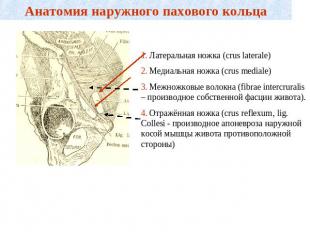 Анатомия наружного пахового кольца 1. Латеральная ножка (crus laterale)2. Медиал