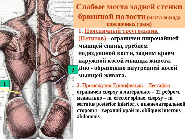 Слабые места задней стенки брюшной полости (места выхода поясничных грыж) 1. Поясничный треугольник (Петитов) - ограничен широчайшей мышцей спины, гребнем подвздошной кости, задним краем наружной косой мышцы живота. Дно - образовано внутренней косой…