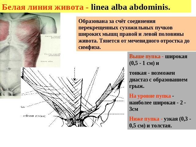 Белая линия живота - linea alba abdominis. Образована за счёт соединения перекрещенных сухожильных пучков широких мышц правой и левой половины живота. Тянется от мечевидного отростка до симфиза. Выше пупка - широкая (0,5 - 1 см) и тонкая - возможен …