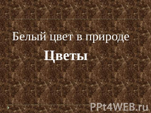 Белый цвет в природе Цветы