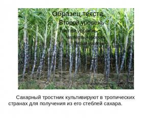 Сахарный тростник культивируют в тропических странах для получения из его стебле