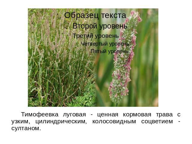 Тимофеевка луговая - ценная кормовая трава с узким, цилиндрическим, колосовидным соцветием - султаном.
