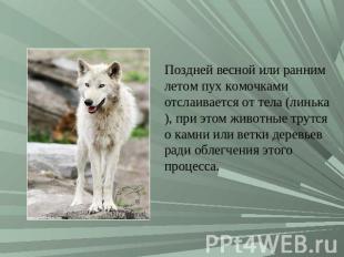 Поздней весной или ранним летом пух комочками отслаивается от тела (линька), при