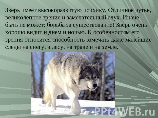 Зверь имеет высокоразвитую психику. Отличное чутьё, великолепное зрение и замечательный слух. Иначе быть не может: борьба за существование! Зверь очень хорошо видит и днем и ночью. К особенностям его зрения относится способность замечать даже малейш…