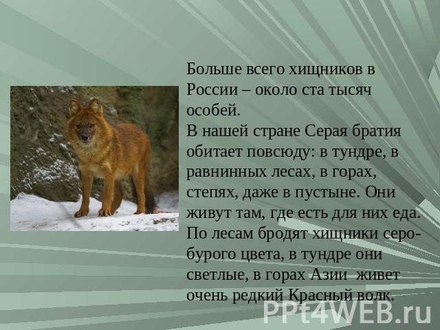 Больше всего хищников в России – около ста тысяч особей.В нашей стране Серая братия обитает повсюду: в тундре, в равнинных лесах, в горах, степях, даже в пустыне. Они живут там, где есть для них еда. По лесам бродят хищники серо-бурого цвета, в тунд…