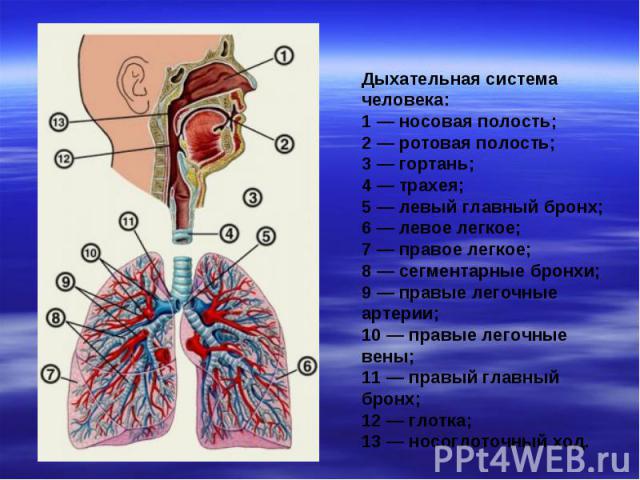 Дыхательная система человека:1 — носовая полость;2 — ротовая полость;3 — гортань;4 — трахея;5 — левый главный бронх;6 — левое легкое;7 — правое легкое;8 — сегментарные бронхи;9 — правые легочные артерии;10 — правые легочные вены;11 — правый главный …