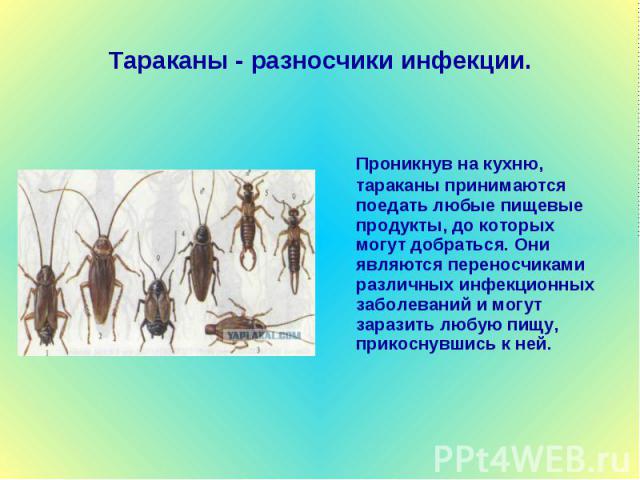 Тараканы - разносчики инфекции. Проникнув на кухню, тараканы принимаются поедать любые пищевые продукты, до которых могут добраться. Они являются переносчиками различных инфекционных заболеваний и могут заразить любую пищу, прикоснувшись к ней.
