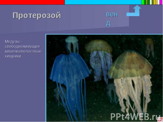 Протерозой Медузы – свободноживущие кишечнополостные хищники.