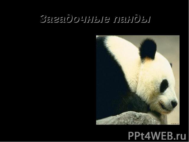 Загадочные панды Обнаружили их в 1868 году на западе Катая Жан Пьер Армен Давид. Длина их около двух метров, а вес – 140 кг. Зубы и челюсти очень мощные она переламывает любой бамбук. Долгое время считалось что бамбук единственная пища этих животных…