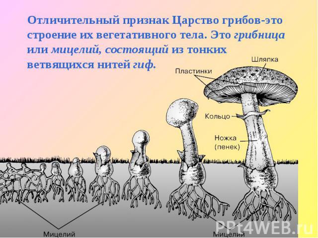 Отличительный признак Царство грибов-это строение их вегетативного тела. Это грибницаили мицелий, состоящий из тонких ветвящихся нитей гиф.