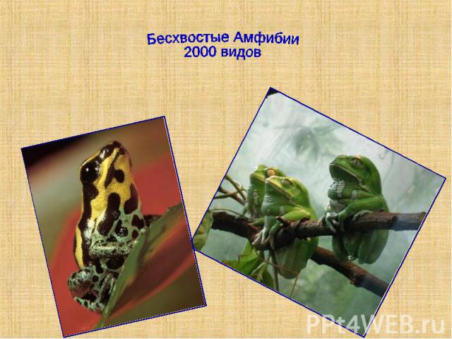 Бесхвостые Амфибии2000 видов