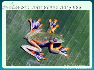 Яванская летающая лягушка