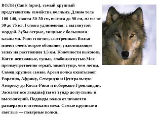 ВОЛК (Canis lupus), самый крупный представитель семейства волчьих. Длина тела 10