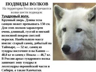 ПОДВИДЫ ВОЛКОВНа территории России встречаются волки шести подвидов:Тундровый во