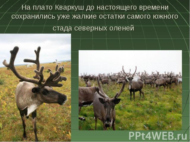 На плато Кваркуш до настоящего времени сохранились уже жалкие остатки самого южного стада северных оленей