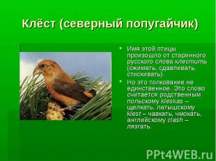 Клёст (северный попугайчик) Имя этой птицы произошло от старинного русского слов