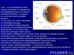 Глаз – это оптическая система, которая пребывает в подвижности для наведения фок