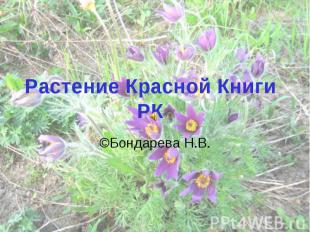 Растение Красной Книги РК ©Бондарева Н.В.