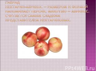 ГибридНектарин-абрикос — размером и формой напоминает персик, мякотью — абрикос.